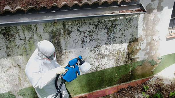 Trusted Attic Mold Removal service in Coltons Point, MD - Cheap Mold Removal